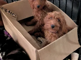 Labradoodle