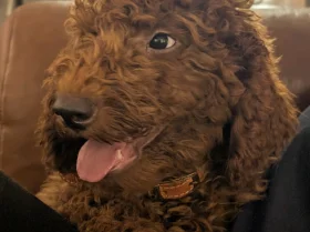 Labradoodle