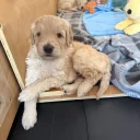 Labradoodle
