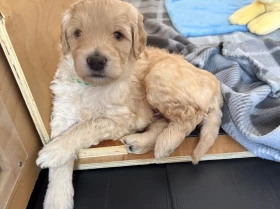 Labradoodle