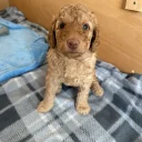 Labradoodle