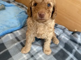 Labradoodle