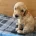 Labradoodle