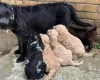 Labradoodle