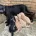 Labradoodle