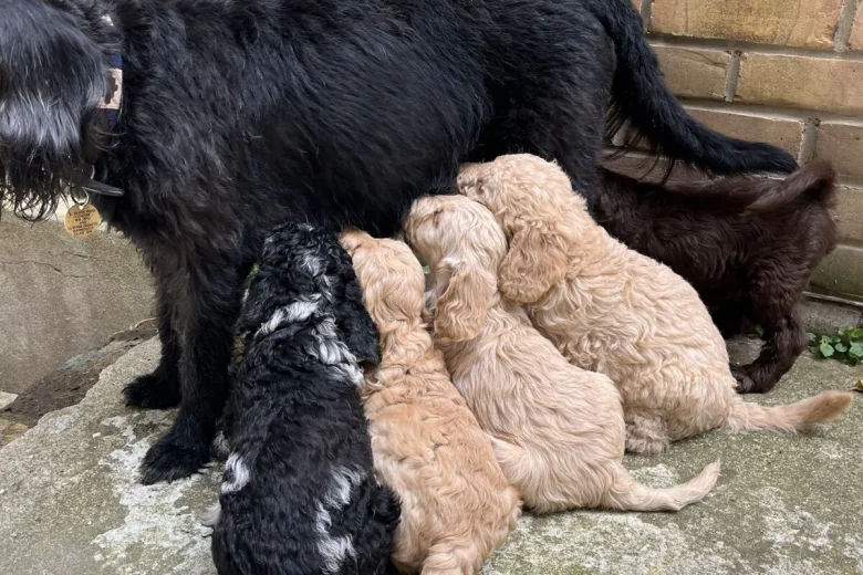 Labradoodle