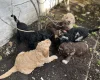 Labradoodle