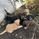 Labradoodle