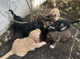 Labradoodle