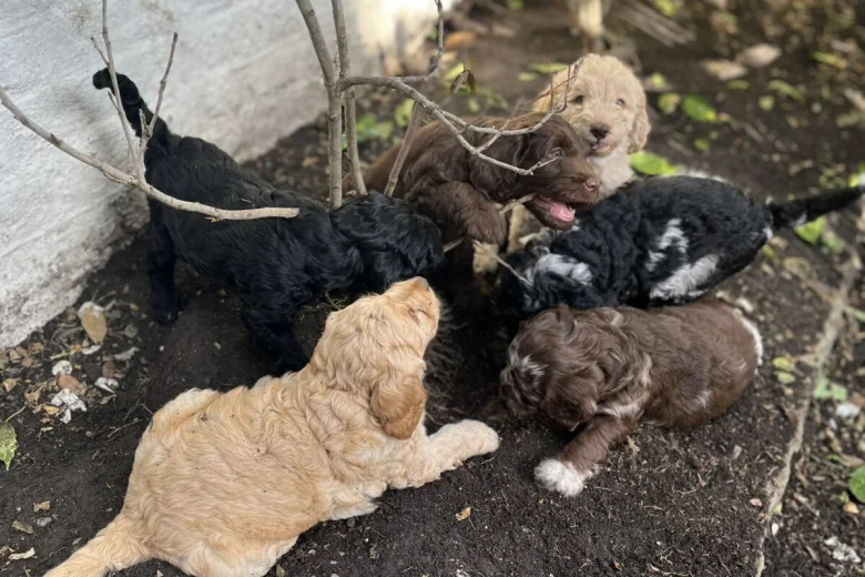 Labradoodle