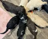 Labradoodle