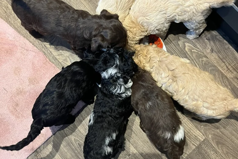 Labradoodle