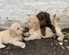 Labradoodle