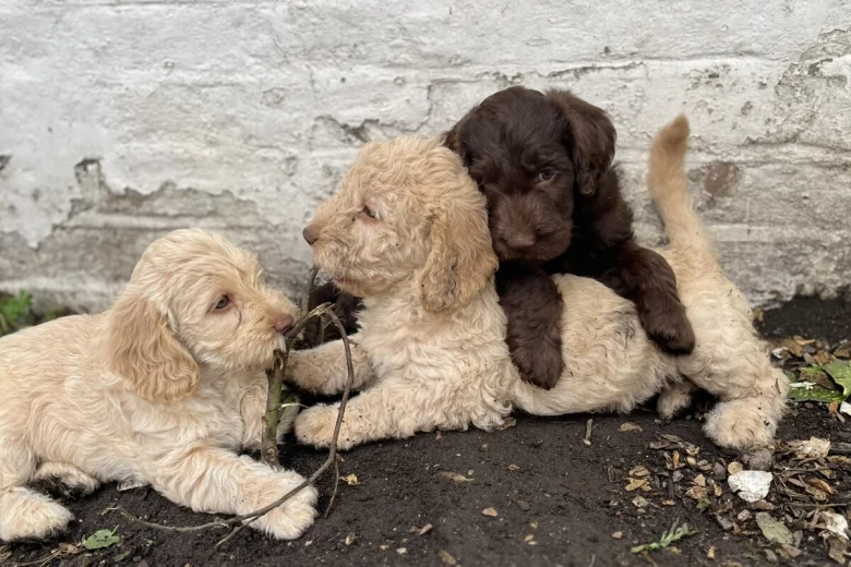 Labradoodle