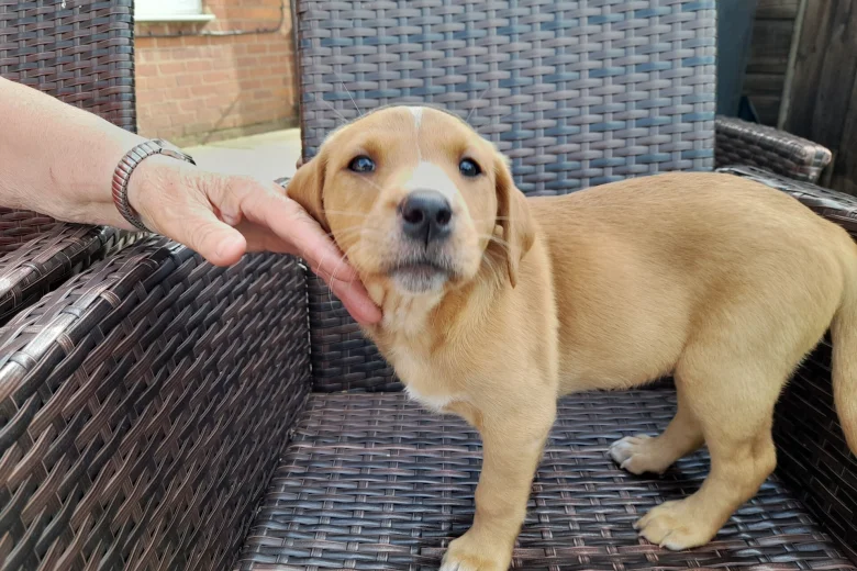 Labrador Retriever