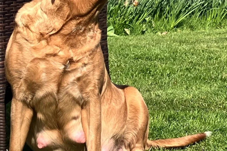 Labrador Retriever
