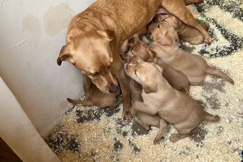 Labrador Retriever