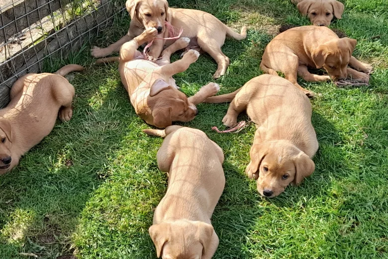 Labrador Retriever