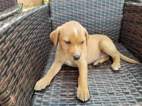 Labrador Retriever