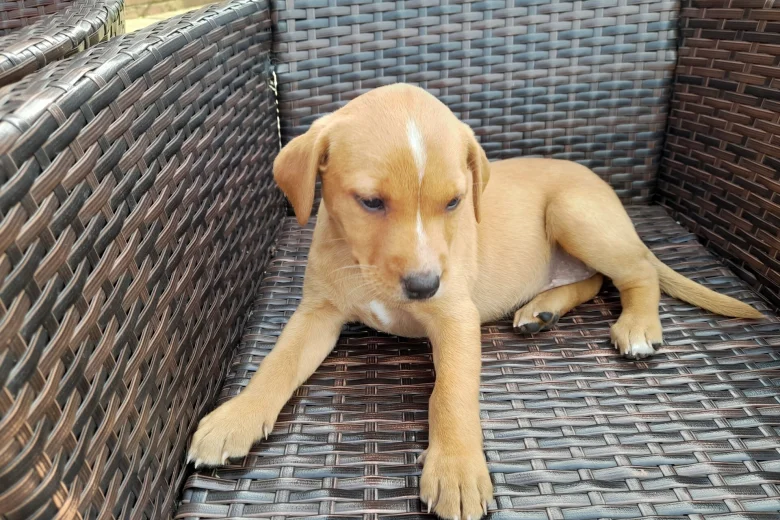 Labrador Retriever