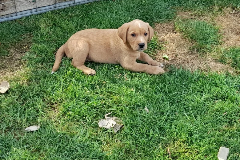 Labrador Retriever