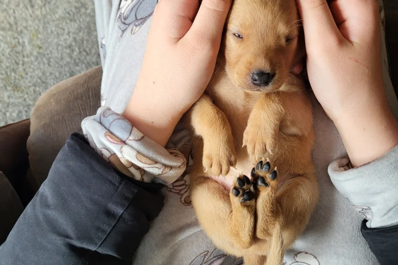 Labrador Retriever