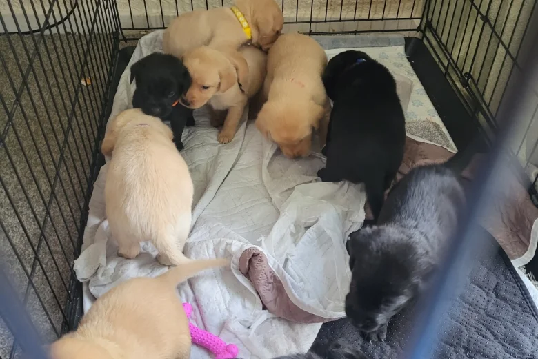 Labrador Retriever