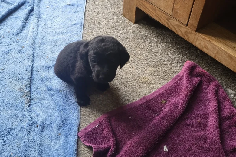 Labrador Retriever
