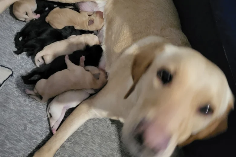 Labrador Retriever
