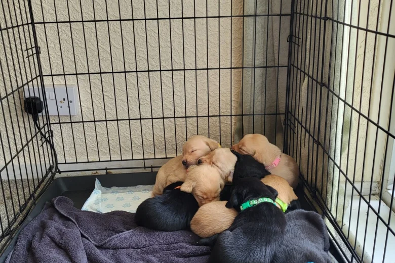 Labrador Retriever