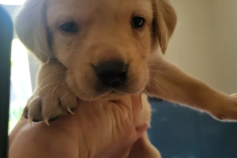 Labrador Retriever