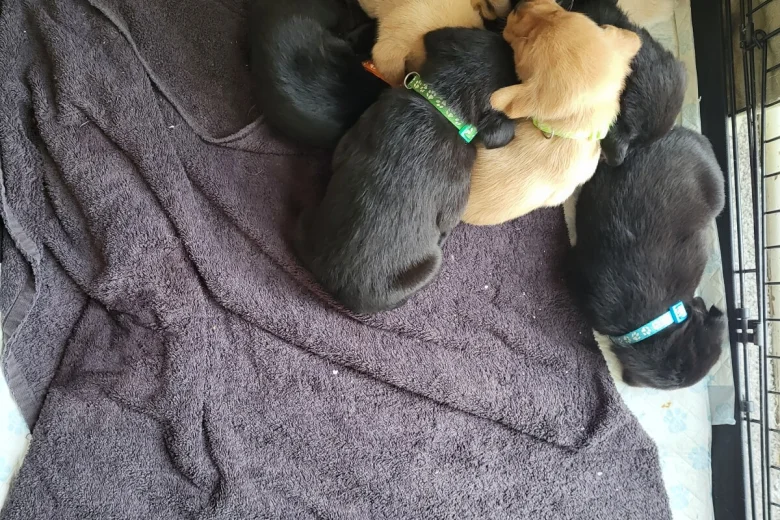 Labrador Retriever