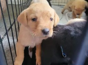 Labrador Retriever