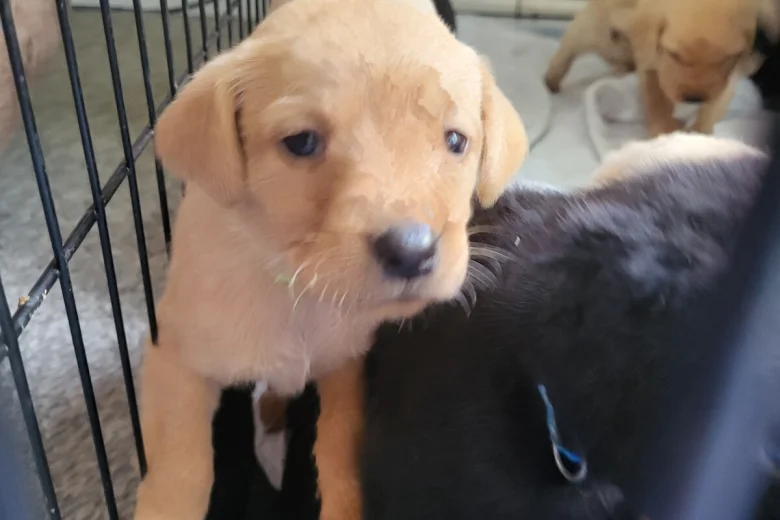 Labrador Retriever