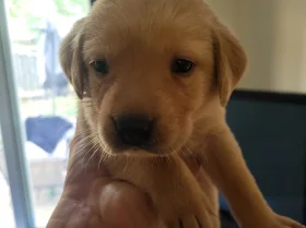 Labrador Retriever