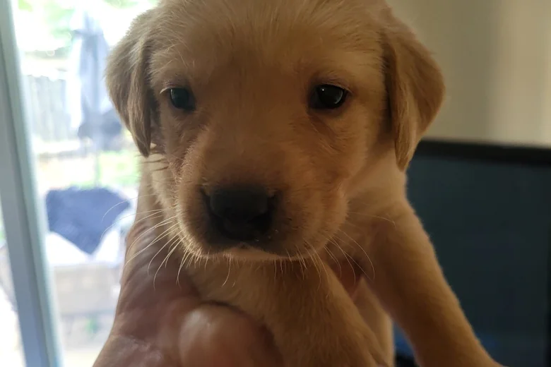 Labrador Retriever