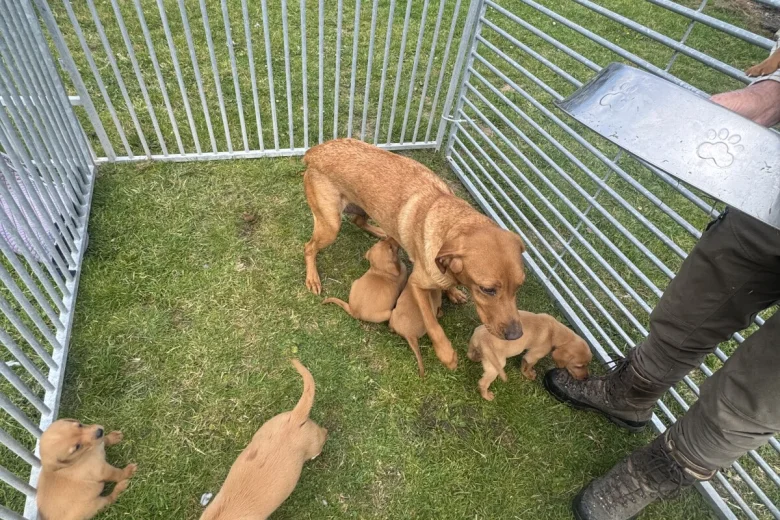 Labrador Retriever