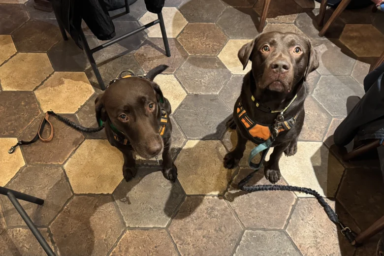 Labrador Retriever
