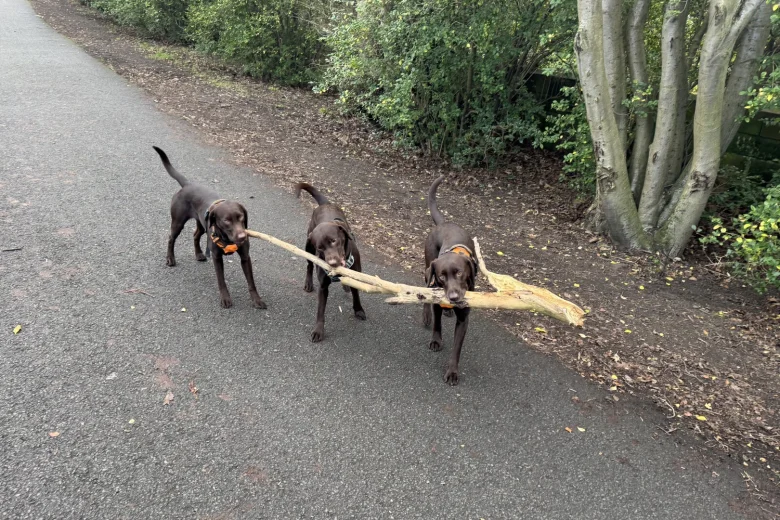 Labrador Retriever