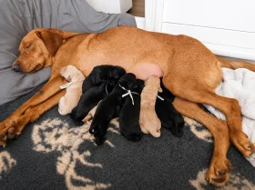 Labrador Retriever