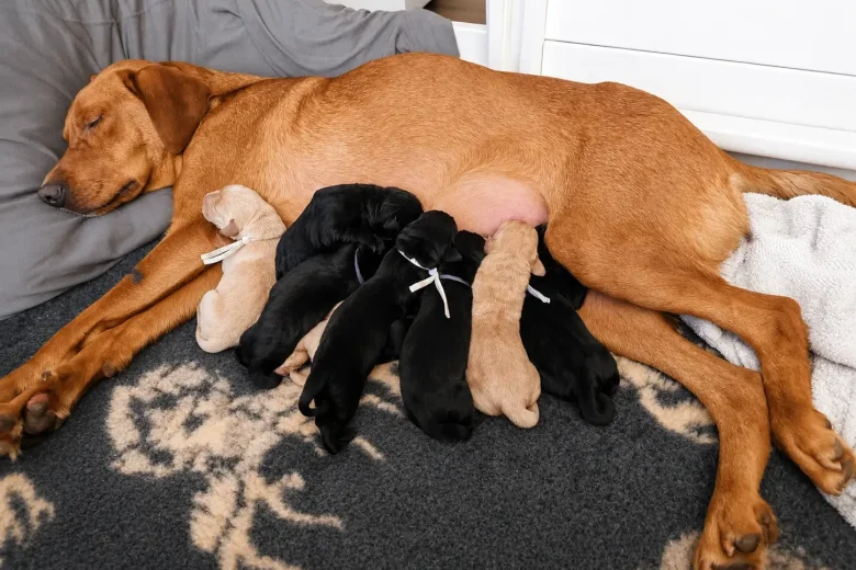 Labrador Retriever