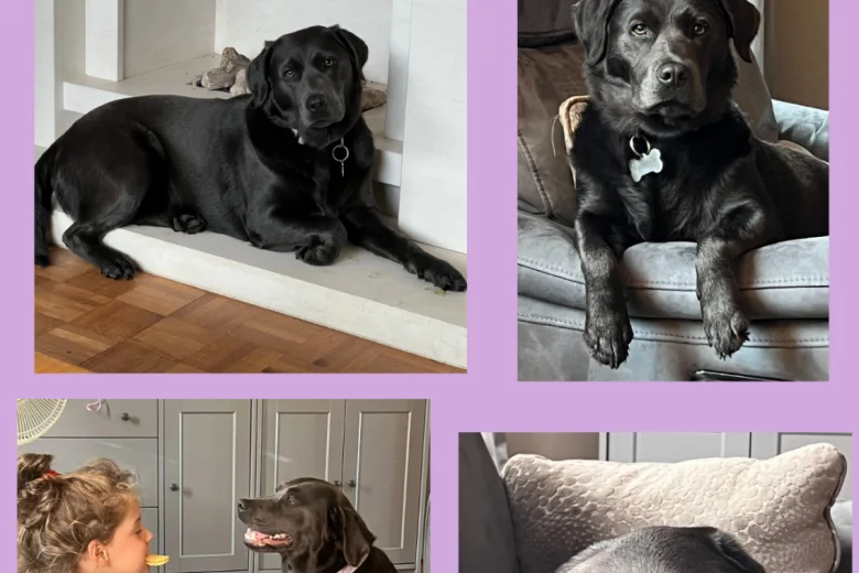 Labrador Retriever