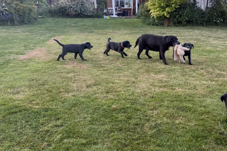Labrador Retriever