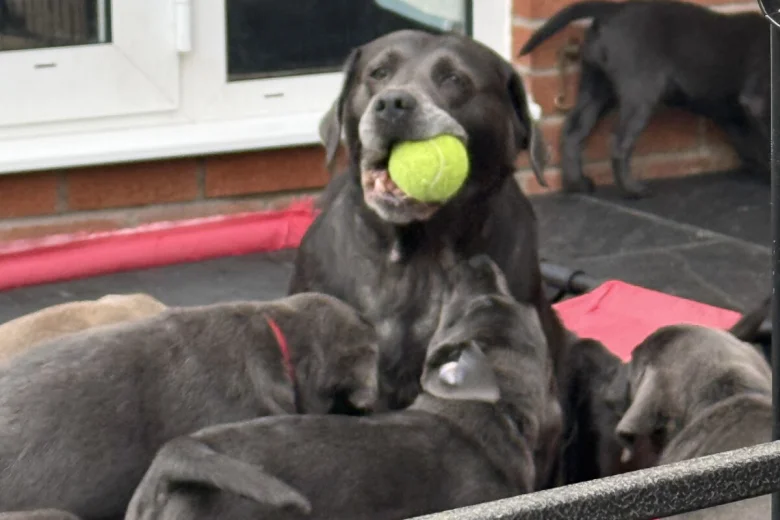 Labrador Retriever