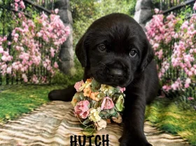 Labrador Retriever