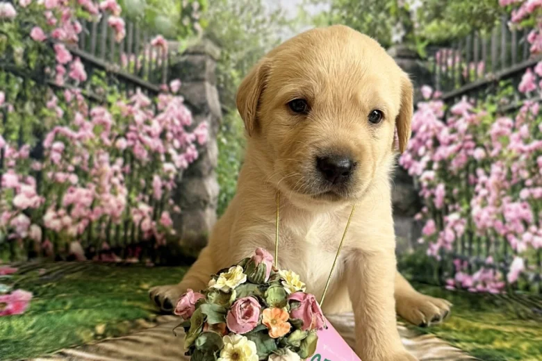Labrador Retriever
