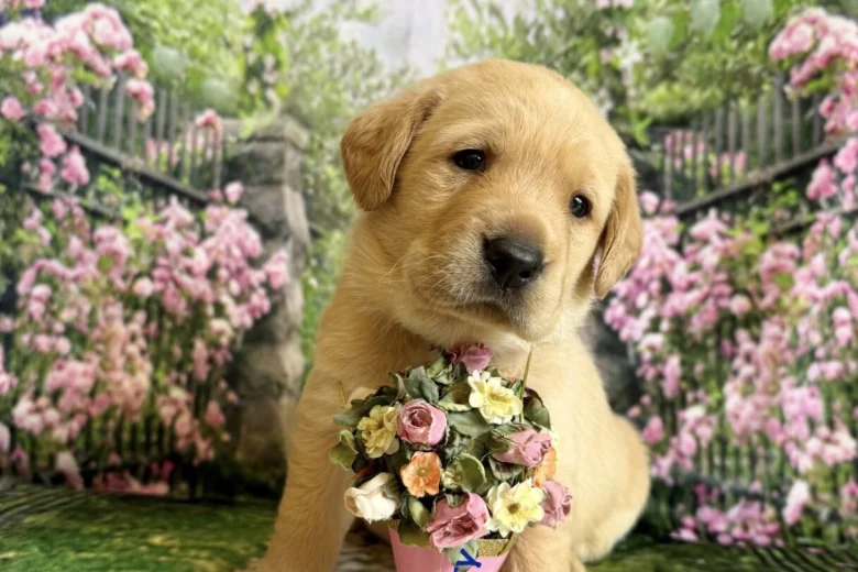 Labrador Retriever
