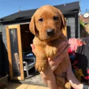 Labrador Retriever