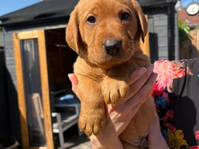 Labrador Retriever