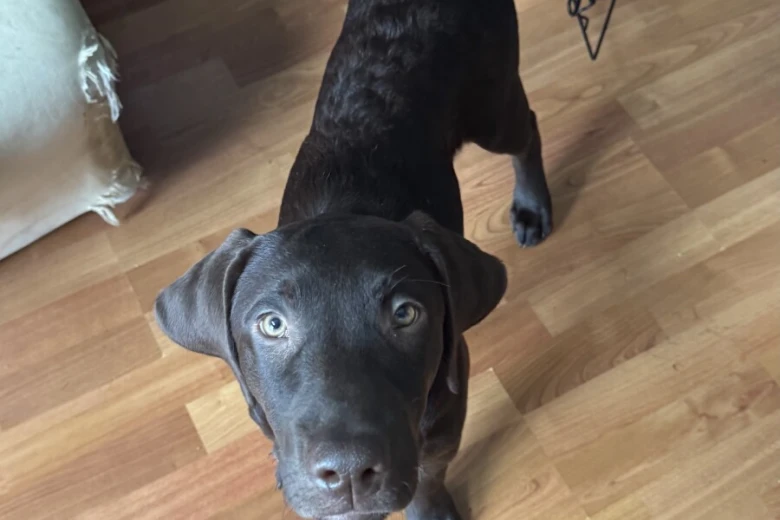 Labrador Retriever
